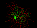 ON-OFF retinal ganglion cell