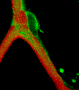 Pericyte and Capillary Imaging